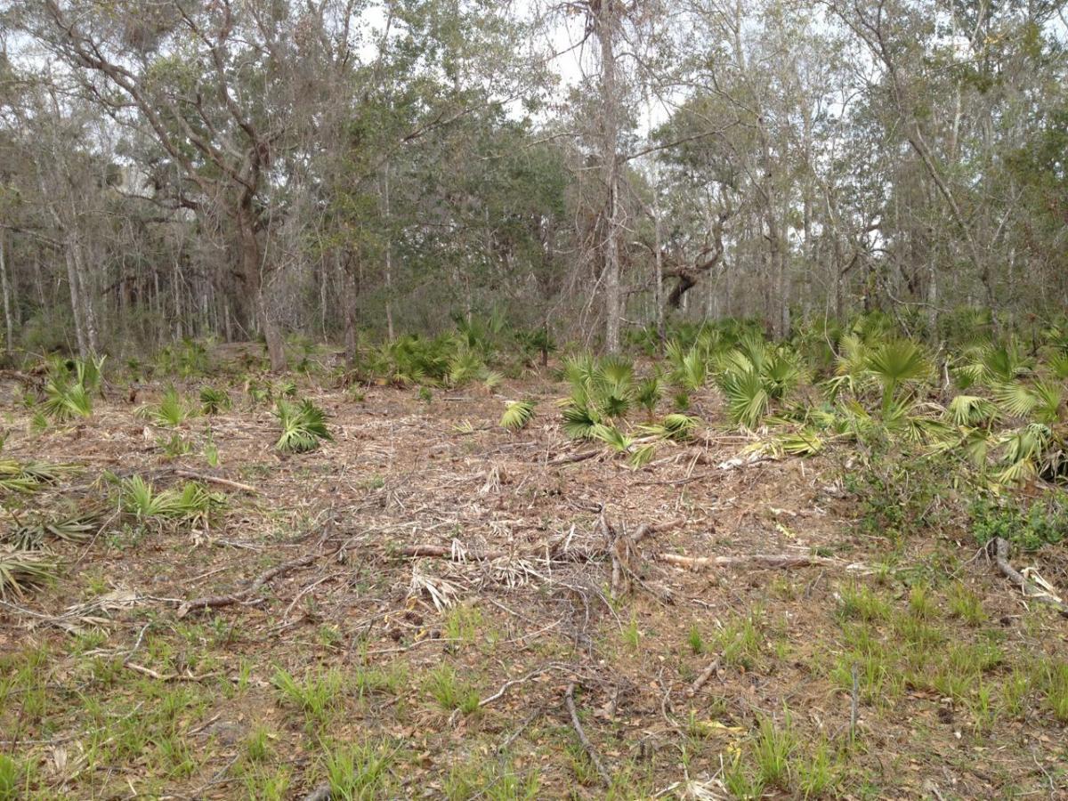 A forested area featuring a mix of bare ground and scattered small palm plants. The background consists of trees with sparse foliage, indicating a transition between dense vegetation and open space. Branches and debris are scattered across the forest floor. The scene has a natural, untamed appearance. Nocatee mountain bike trail.