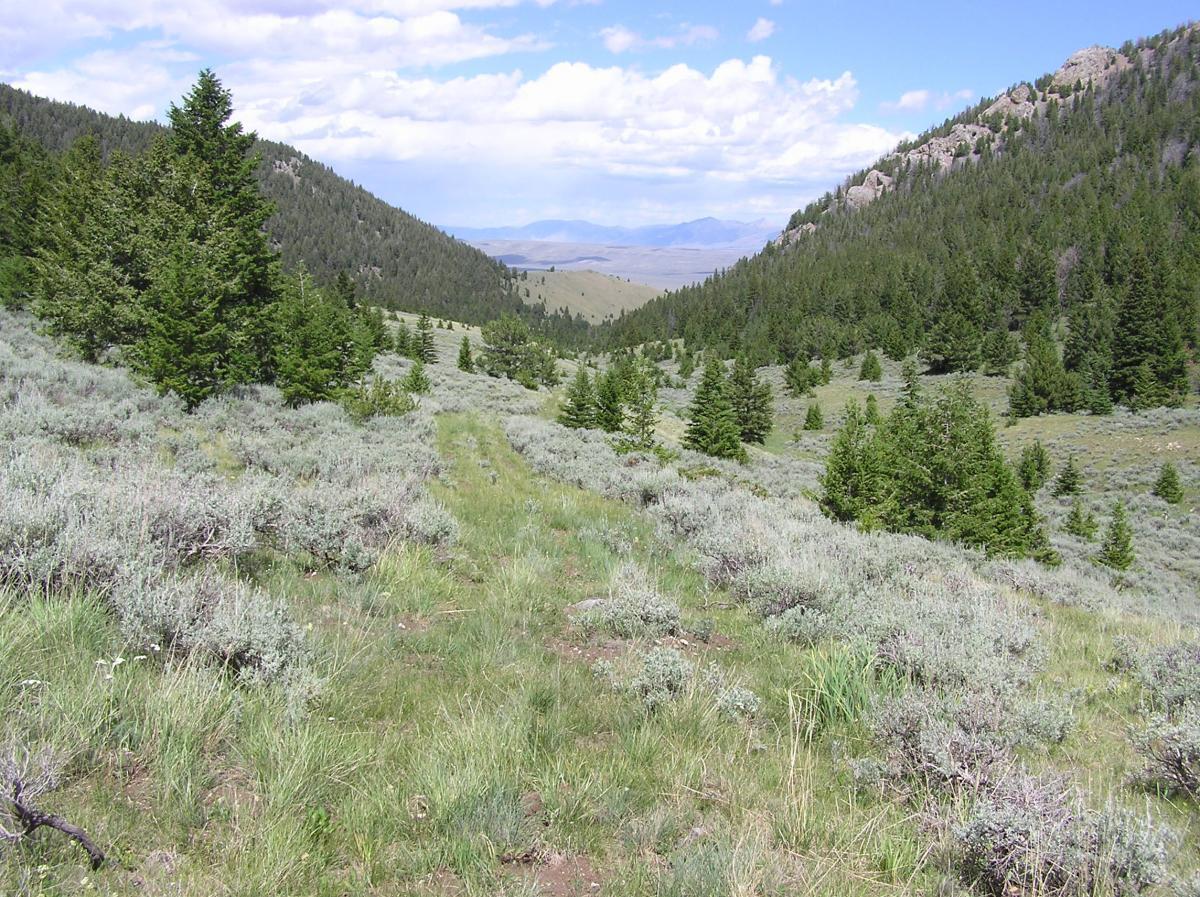 A scenic landscape featuring a valley surrounded by mountains, covered with green grass and sagebrush. Dense evergreen trees dot the hillside, and the sky above is partly cloudy with blue patches visible. The foreground shows a natural path leading into the distance, inviting exploration of the tranquil wilderness. Bell Mountain Canyon mountain bike trail.