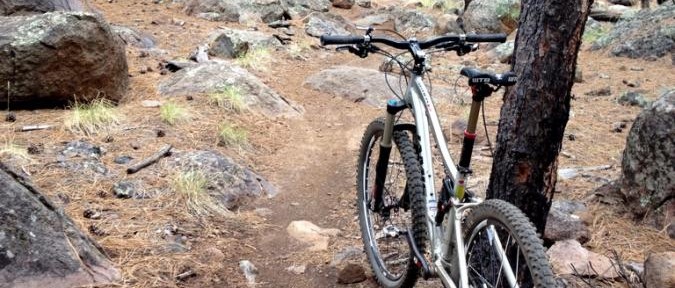 A mountain bike leaning against a tree on a narrow dirt path winding through a forest of tall pine trees and scattered rocks. Pine needles and earthy ground cover are visible, creating a natural, outdoor setting.