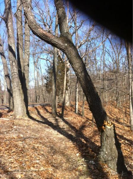 A crooked tree with a prominent leaning branch stands amidst a wooded area, surrounded by bare trees and fallen leaves, against a clear blue sky. The scene captures a serene natural landscape in a forest setting. Greensfelder Park mountain bike trail.