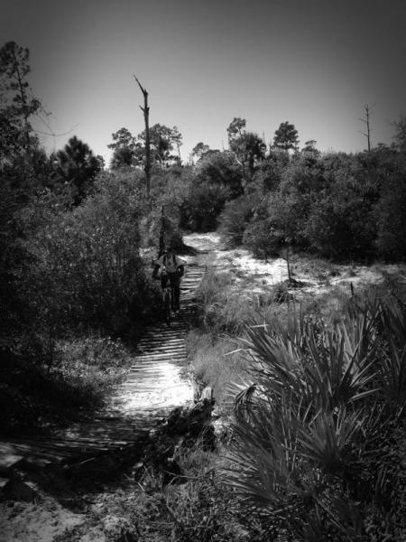 A black and white image of a narrow wooden pathway leading through a dense natural landscape, with a person walking in the distance. Surrounding vegetation includes bushes and palm-like plants, under a clear sky. The scene conveys a sense of tranquility and connection with nature. Jonathan Dickinson State Park mountain bike trail.