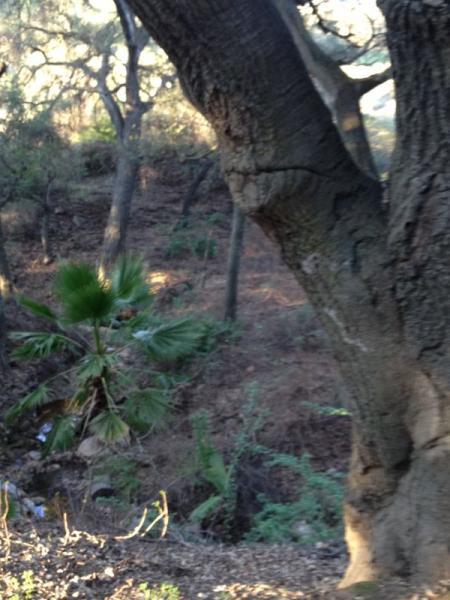 A close-up view of a textured tree trunk on the left side, with a lush green palm plant in the foreground. The background features a wooded area with various trees and foliage, highlighting a natural landscape. Soft, dappled sunlight filters through the leaves, creating a serene outdoor atmosphere. Marshall Canyon Park mountain bike trail.