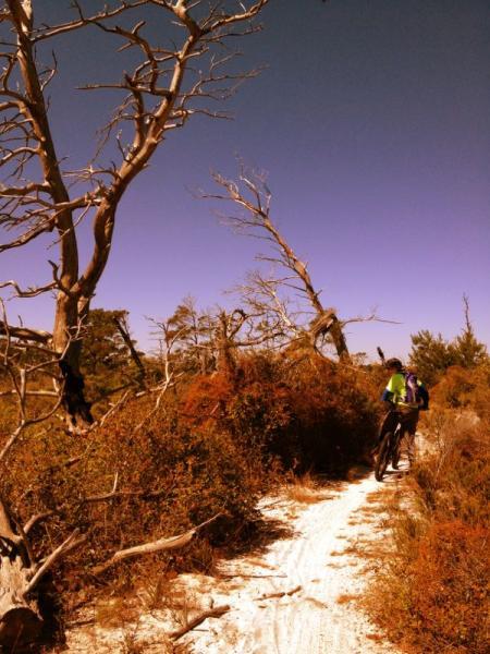 A mountain biker riding on a sandy trail surrounded by dry trees and greenery under a clear blue sky. Jonathan Dickinson State Park mountain bike trail.