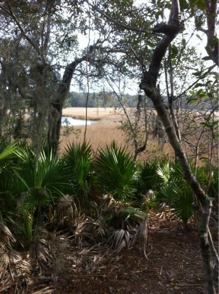 A peaceful landscape featuring lush green palm leaves in the foreground, framed by trees with hanging moss. In the background, a serene wetland area with tall golden grasses and a body of water is visible, under a clear blue sky. Moses Creek mountain bike trail.