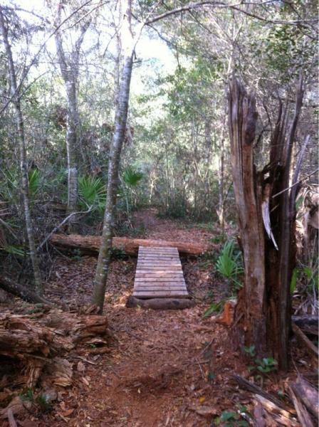 A wooden bridge crosses a small path in a dense forest, surrounded by trees and underbrush. Sunlight filters through the leaves, illuminating the earthy trail and wooden logs scattered along the ground. Moses Creek mountain bike trail.