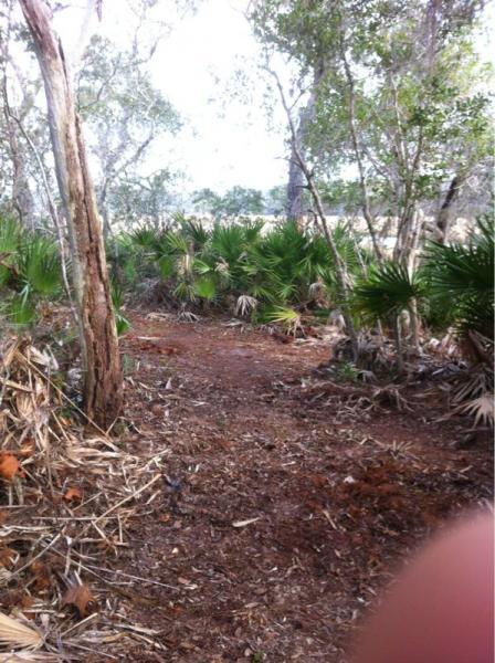 A dirt pathway winding through a wooded area, surrounded by lush greenery including palm plants and trees. The scene conveys a natural setting with dappled sunlight filtering through the leaves above. Moses Creek mountain bike trail.
