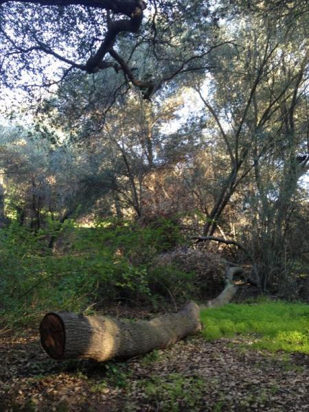 A serene forest scene featuring a fallen tree trunk surrounded by lush greenery and tall trees. Sunlight filters through the leaves, creating a peaceful atmosphere in the woods. Marshall Canyon Park mountain bike trail.