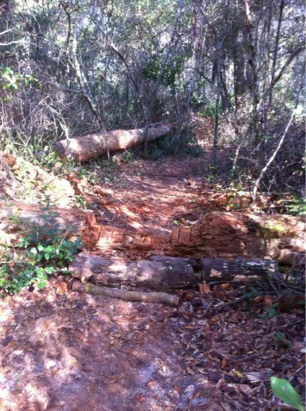 A narrow dirt path through a forest, featuring a fallen log obstructing the trail. Surrounding the path are dense underbrush and greenery, with sunlight filtering through the trees. Moses Creek mountain bike trail.