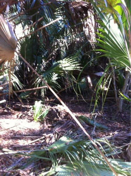 Dense underbrush with various palm leaves and plants, creating a natural, tropical environment. The image showcases a tangle of green foliage and fallen palm fronds on the ground, indicative of a lush, wild setting. Moses Creek mountain bike trail.