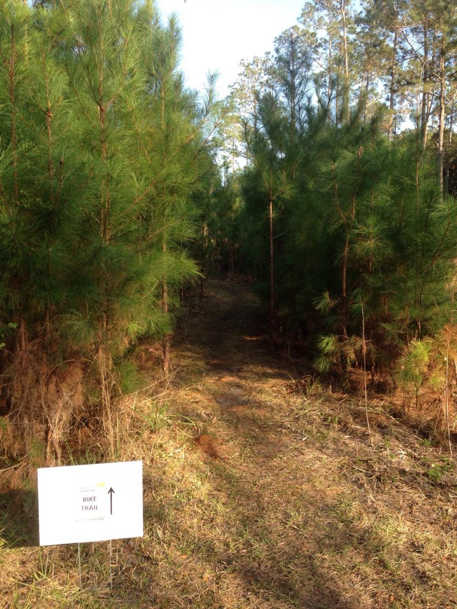 A narrow bike trail winding through a dense area of pine trees, with a sign indicating "BIKE TRAIL" and an arrow pointing straight ahead. The ground is covered in grass and leaves, suggesting a natural outdoor setting. Nocatee mountain bike trail.