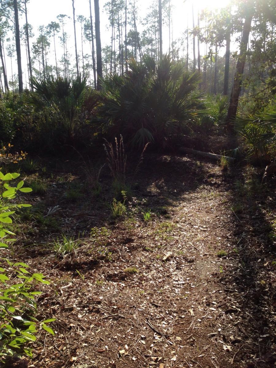 A sunlit forest path winding through lush greenery, with tall pine trees in the background and various plants lining the trail. The ground is covered with dry leaves and small patches of grass, suggesting a serene, natural environment. Nocatee mountain bike trail.