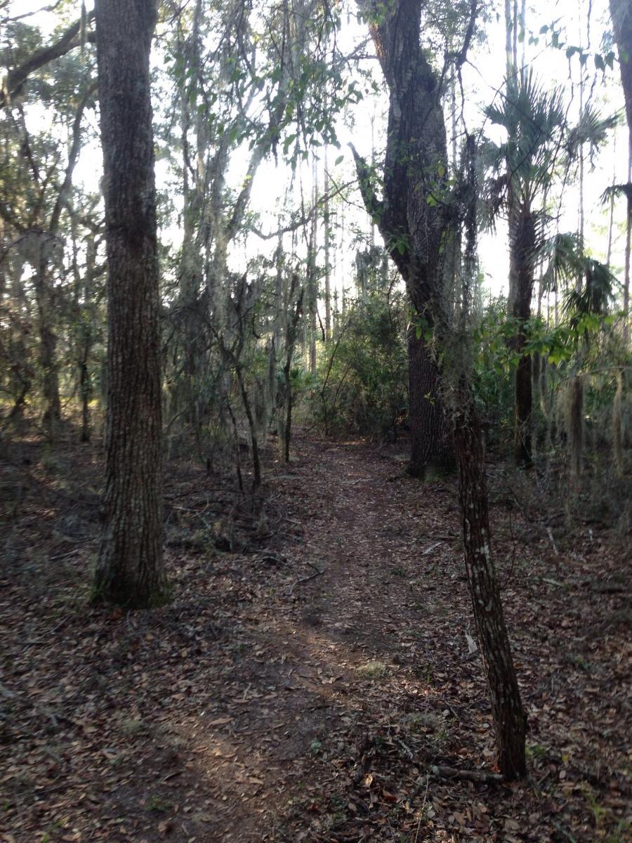 A narrow dirt path winding through a dense forest, surrounded by tall trees and hanging moss. The ground is covered with dried leaves, and glimpses of green foliage can be seen in the underbrush. The atmosphere is tranquil, with soft, dappled light filtering through the tree canopy. Nocatee mountain bike trail.