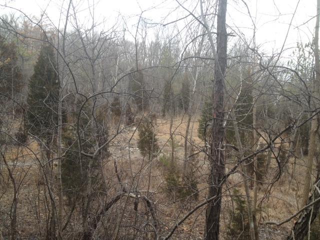 A partially wooded area with bare branches and sparse vegetation, showing a mix of trees and an open field in the background. The scene is set on a cloudy day, creating a serene, natural atmosphere. MoMBA @ Huffman MetroPark mountain bike trail.