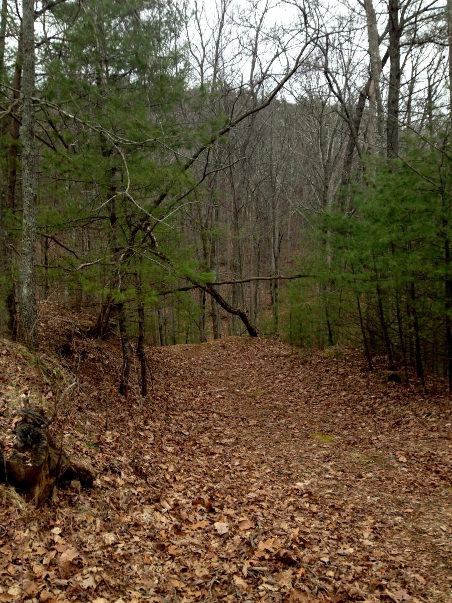 A narrow, leaf-covered path winding through a forest of bare trees and pines, with a hazy sky in the background. The ground is covered in fallen leaves, indicating a quiet, serene woodland setting. Stanley Creek mountain bike trail.