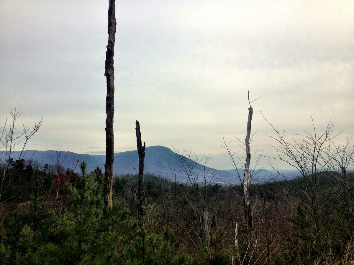 A panoramic view of a mountainous landscape under an overcast sky, featuring a mix of evergreen trees and bare branches in the foreground, with distant mountains visible in the background. Windy Gap Trail mountain bike trail.