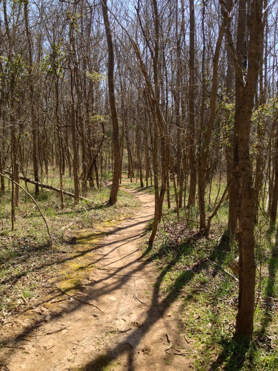 A winding dirt path through a quiet forest, surrounded by tall, thin trees with bare branches and patches of green grass on the ground. The sunlight filters through the trees, casting shadows on the trail. Angler's Ridge mountain bike trail.