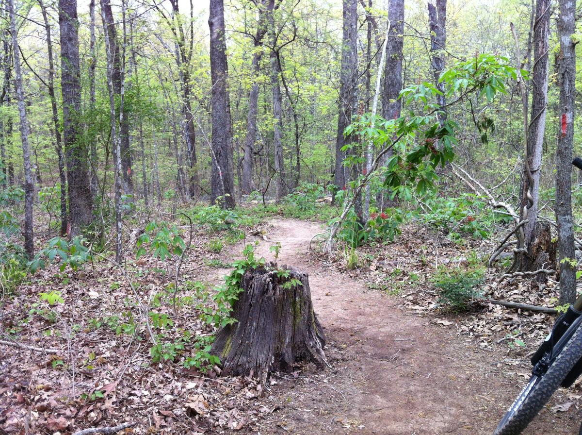 A wooded trail winding through a forest, surrounded by tall trees and lush greenery. In the foreground, there is a tree stump with small plants growing on it. The path is dirt with scattered leaves, and the scene conveys a peaceful and natural setting. Lakeshore MTB Singletrack mountain bike trail.