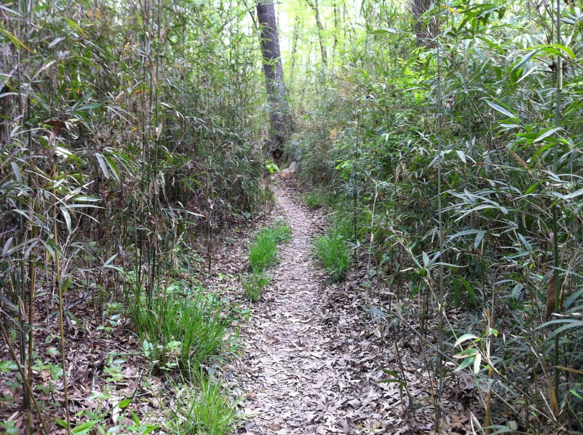 A narrow dirt path winding through a dense thicket of green foliage and tall grasses, surrounded by bamboo-like plants and scattered fallen leaves on the ground. The scene conveys a tranquil forest atmosphere, inviting exploration. Lakeshore MTB Singletrack mountain bike trail.