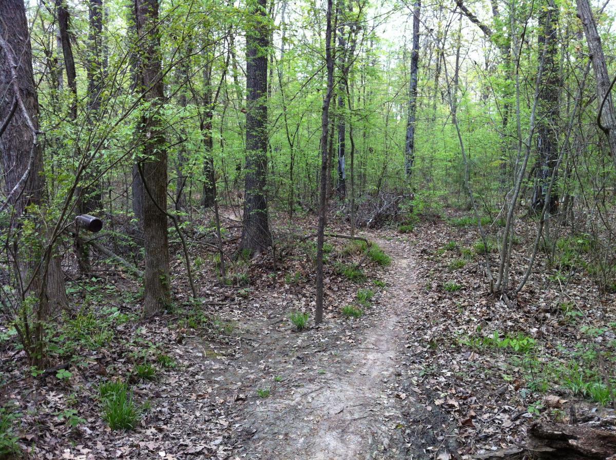 A tranquil forest scene featuring a narrow dirt path winding through vibrant green trees and foliage, with scattered dried leaves on the ground. The setting conveys a serene atmosphere, suggesting a peaceful outdoor hiking experience. Lakeshore MTB Singletrack mountain bike trail.