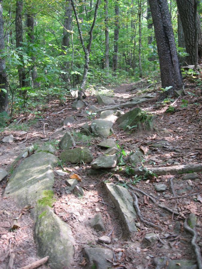 A narrow, rocky trail winding through a dense forest with lush green foliage and trees. Sunlight filters through the leaves, illuminating the uneven path lined with stones and roots. Aska Trail System mountain bike trail.