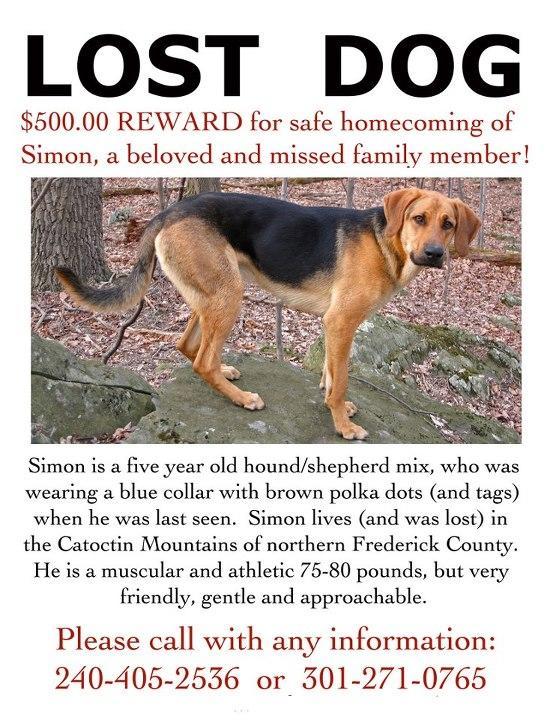 Image of a missing dog flyer featuring a photo of Simon, a five-year-old hound/shepherd mix. The flyer states a $500 reward for his safe return. Simon is described as muscular and athletic, weighing 75-80 pounds, with a friendly and gentle demeanor. He was last seen wearing a blue collar with brown polka dots. The flyer includes contact numbers for any information regarding his whereabouts. Greenbrier State Park mountain bike trail.