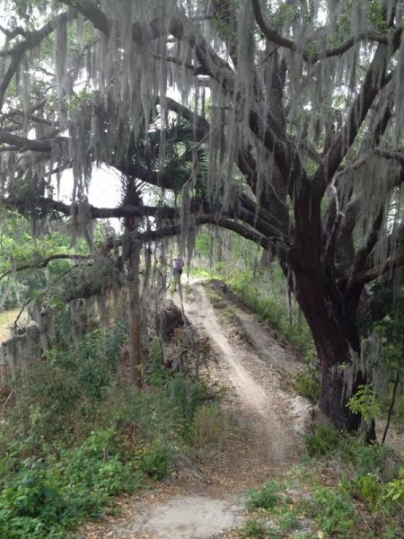 A scenic path winding through lush greenery, bordered by a large, moss-covered tree. The ground is dirt, and the tree's branches hang low, adorned with Spanish moss. In the distance, a person can be seen walking along the trail, surrounded by the tranquil beauty of nature. Grapefruit Trail mountain bike trail.