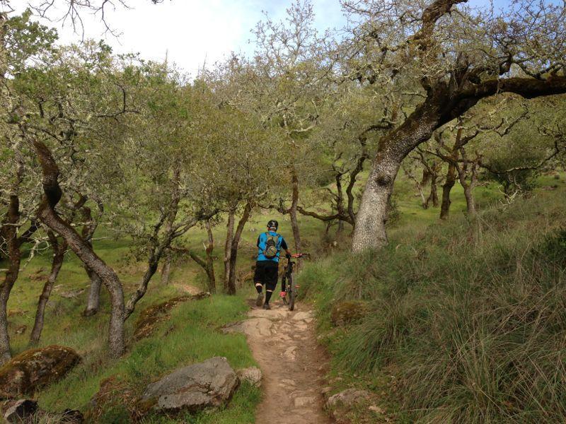 A person wearing a blue jacket and a helmet walks with a mountain bike along a narrow, winding trail surrounded by lush green grass and trees. The scene captures a peaceful outdoor setting, with sunlight filtering through the leaves. Annadel State Park mountain bike trail.