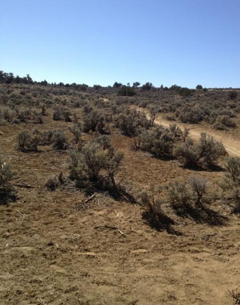 A dry, open landscape featuring low, sparse shrubs and sandy soil under a clear blue sky. The terrain slopes gently in the background, indicating a hilly or rolling area. High Desert Trail System mountain bike trail.