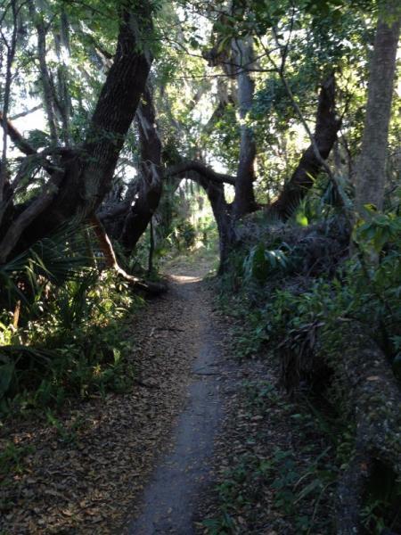 A narrow dirt path winding through a dense, green forest, lined with trees and lush vegetation. Sunlight filters through the canopy, casting dappled light on the ground covered with fallen leaves. The scene conveys a sense of tranquility and natural beauty. Grapefruit Trail mountain bike trail.