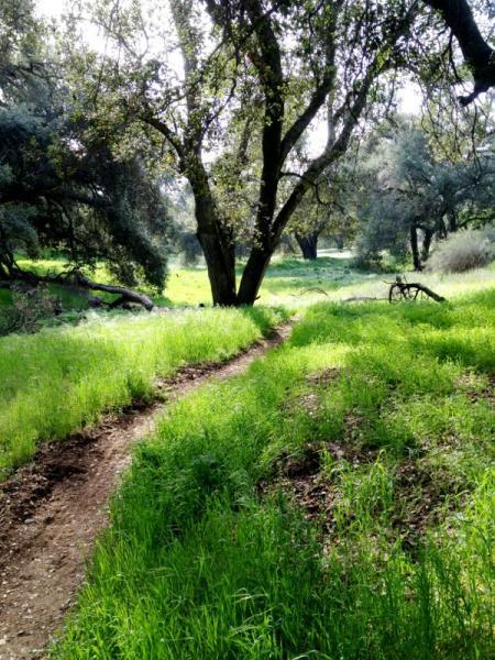A winding dirt path through a lush green meadow, bordered by tall grass and surrounded by large trees. Sunlight filters through the branches, creating a serene and inviting atmosphere. Wildwood Canyon State Park mountain bike trail.