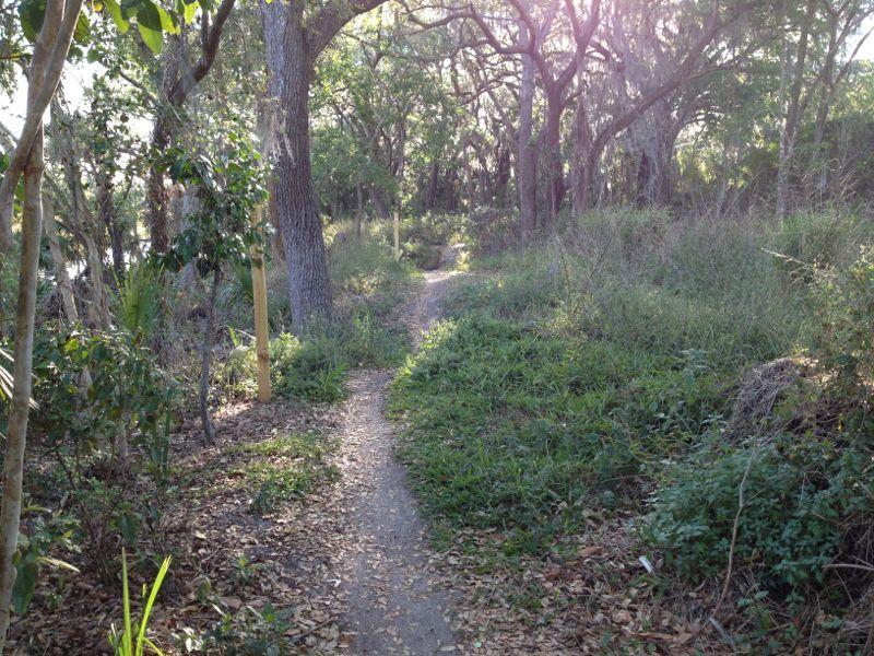 A peaceful forest path winding through lush greenery, surrounded by trees and sunlight filtering through the leaves. The trail is slightly overgrown with grass and fallen leaves, inviting exploration in a natural outdoor setting. Grapefruit Trail mountain bike trail.