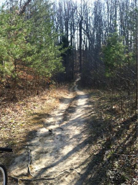 A narrow dirt trail winding through a wooded area with sparse undergrowth, flanked by small pine trees on either side. The scene is illuminated by sunlight filtering through the branches of bare trees in the background, suggesting a clear day in early spring or late winter. Rosaryville State Park mountain bike trail.
