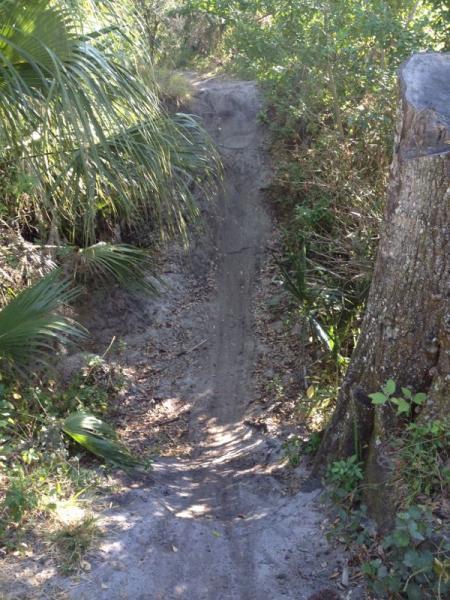 A sandy path leading down a slope surrounded by lush greenery and palm leaves. A large tree stump is visible on the right side of the image, and the area is illuminated by sunlight filtering through the foliage above. Grapefruit Trail mountain bike trail.