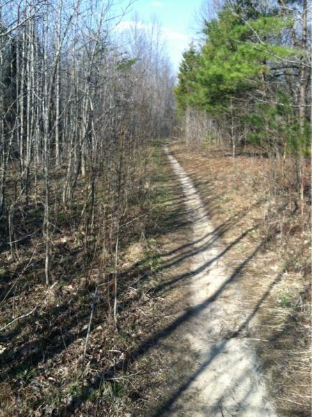 A narrow dirt trail winding through a woodland area, flanked by bare trees and patches of greenery, under a clear blue sky. Rosaryville State Park mountain bike trail.