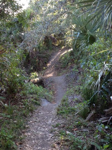 A narrow dirt path winding through lush greenery and dense foliage, with sunlight filtering through the trees. The trail curves gently, surrounded by a variety of plants and bushes, creating a natural, secluded atmosphere. Grapefruit Trail mountain bike trail.