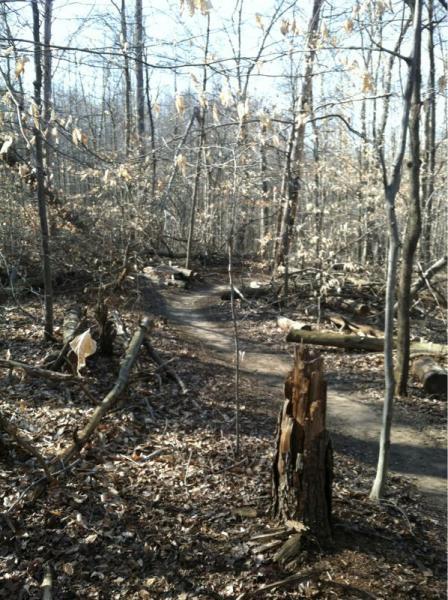 A dirt path winding through a forest in early spring, surrounded by bare trees and scattered leaves on the ground. A broken tree stump is visible in the foreground, with fallen branches and logs along the trail. Rosaryville State Park mountain bike trail.