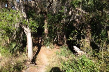 A sunlit dirt path winding through a dense forest, surrounded by various trees, greenery, and underbrush, with Spanish moss hanging from some branches. Grapefruit Trail mountain bike trail.
