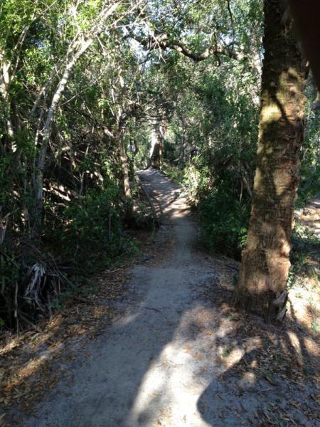 A narrow dirt path winding through a lush, green forest with dense vegetation on either side, dappled with sunlight filtering through the tree canopy above. Grapefruit Trail mountain bike trail.