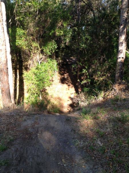 A sunlit path leading down into a densely wooded area, surrounded by tall trees and lush green foliage. The sloped trail appears to lead into a shaded, natural environment. Grapefruit Trail mountain bike trail.
