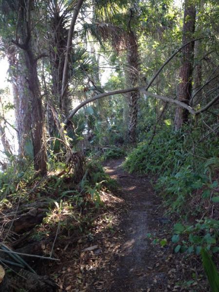A narrow dirt path winding through a dense, green forest with tall trees and undergrowth. Sunlight filters through the foliage, creating a dappled lighting effect along the trail. Grapefruit Trail mountain bike trail.
