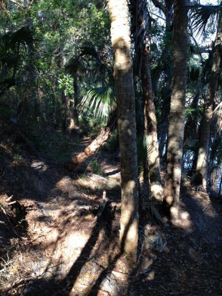 A narrow, winding trail through a lush green forest, lined by tall palm trees and dappled sunlight filtering through the canopy. The path leads toward a body of water visible in the background, surrounded by dense vegetation. Grapefruit Trail mountain bike trail.