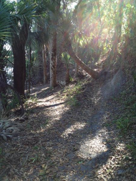A sunlit forest path winding through tall palm trees, surrounded by greenery and fallen leaves, creating a serene and tranquil atmosphere. Grapefruit Trail mountain bike trail.
