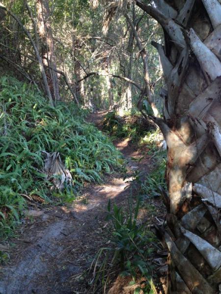 A narrow dirt path winding through a lush, green forest, flanked by dense ferns and tropical vegetation. The sunlight filters through the trees, casting dappled light along the trail. A palm tree is visible in the foreground, adding to the natural scenery. Grapefruit Trail mountain bike trail.