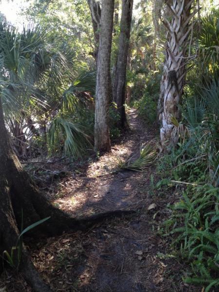 A narrow dirt path winding through a lush green forest, flanked by tall trees and dense foliage, including palm plants and ferns. Sunlight filters through the leaves, creating dappled lighting along the trail. Grapefruit Trail mountain bike trail.