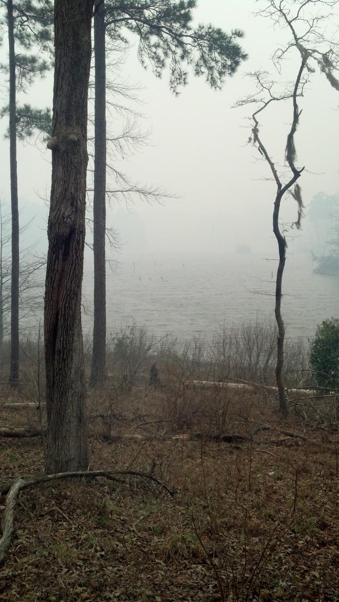 A foggy landscape featuring tall trees in the foreground with a view of a body of water in the background. The scene is shrouded in mist, creating a muted, eerie atmosphere. Sparse underbrush and fallen branches are visible on the ground. Kincaid Lakeshore Trail mountain bike trail.