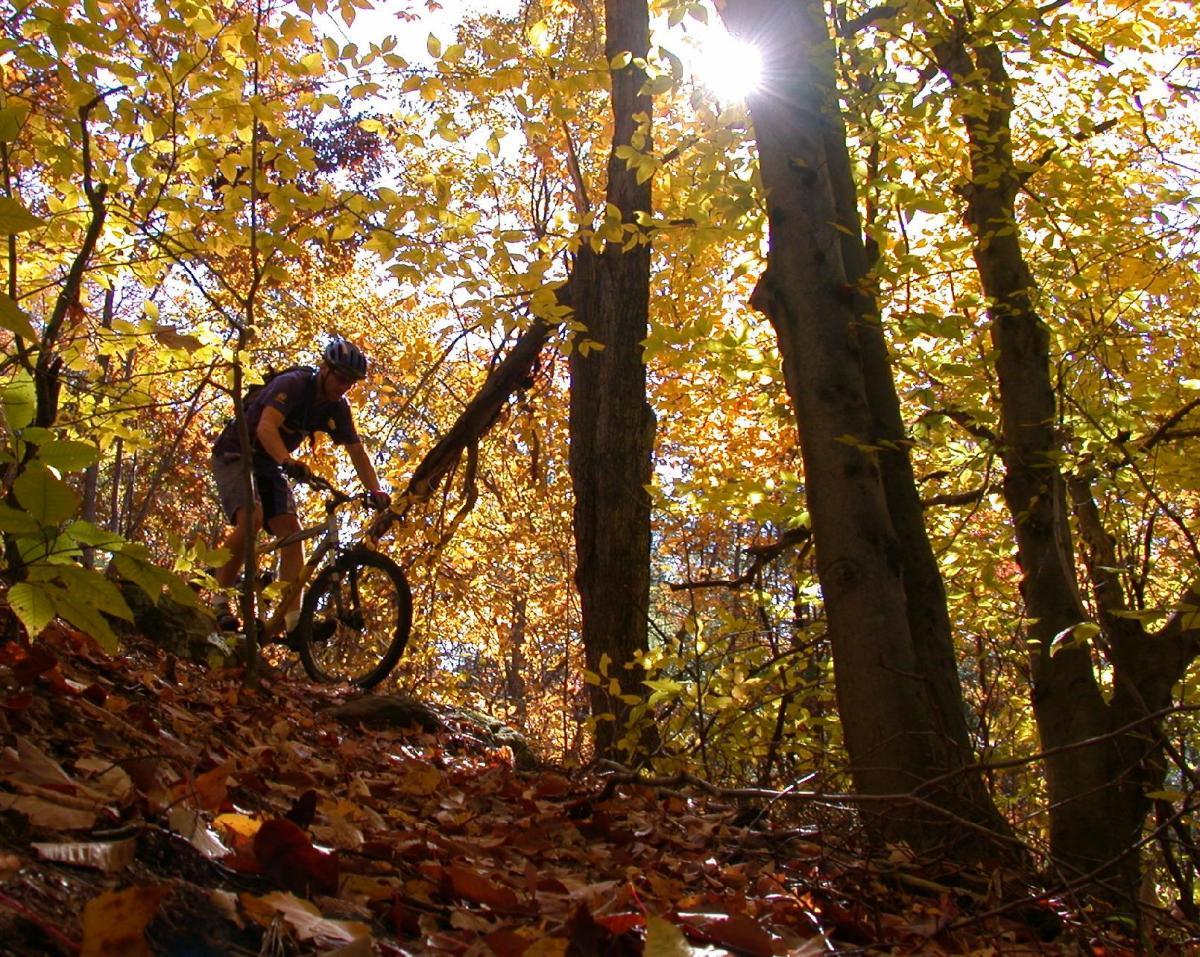A mountain biker navigates a trail in a forest during autumn, surrounded by vibrant yellow and orange leaves. The sunlight filters through the trees, creating a warm, golden atmosphere. Forest Lea Trail System mountain bike trail.