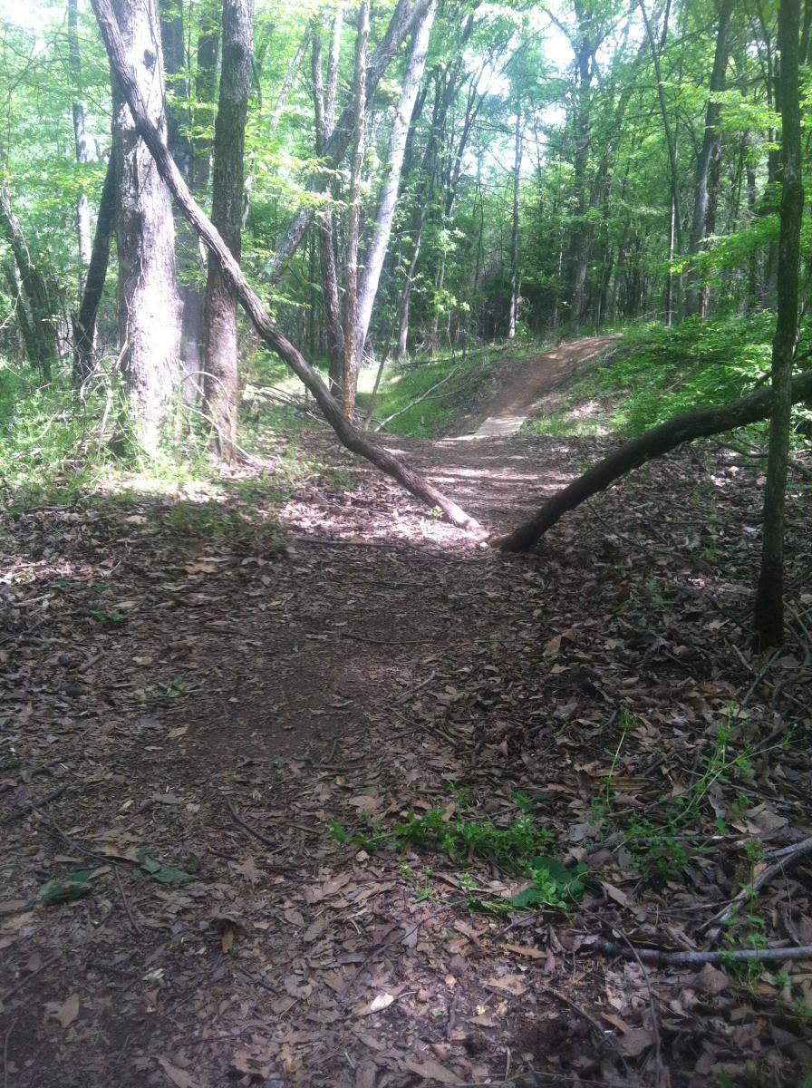 A narrow dirt path winding through a forest, surrounded by tall trees and lush greenery. The forest floor is covered in fallen leaves and small plants. A fallen branch crosses the path, adding a natural element to the serene landscape. Sunlight filters through the leaves, illuminating the trail. Spadra Creek Nature Trail mountain bike trail.