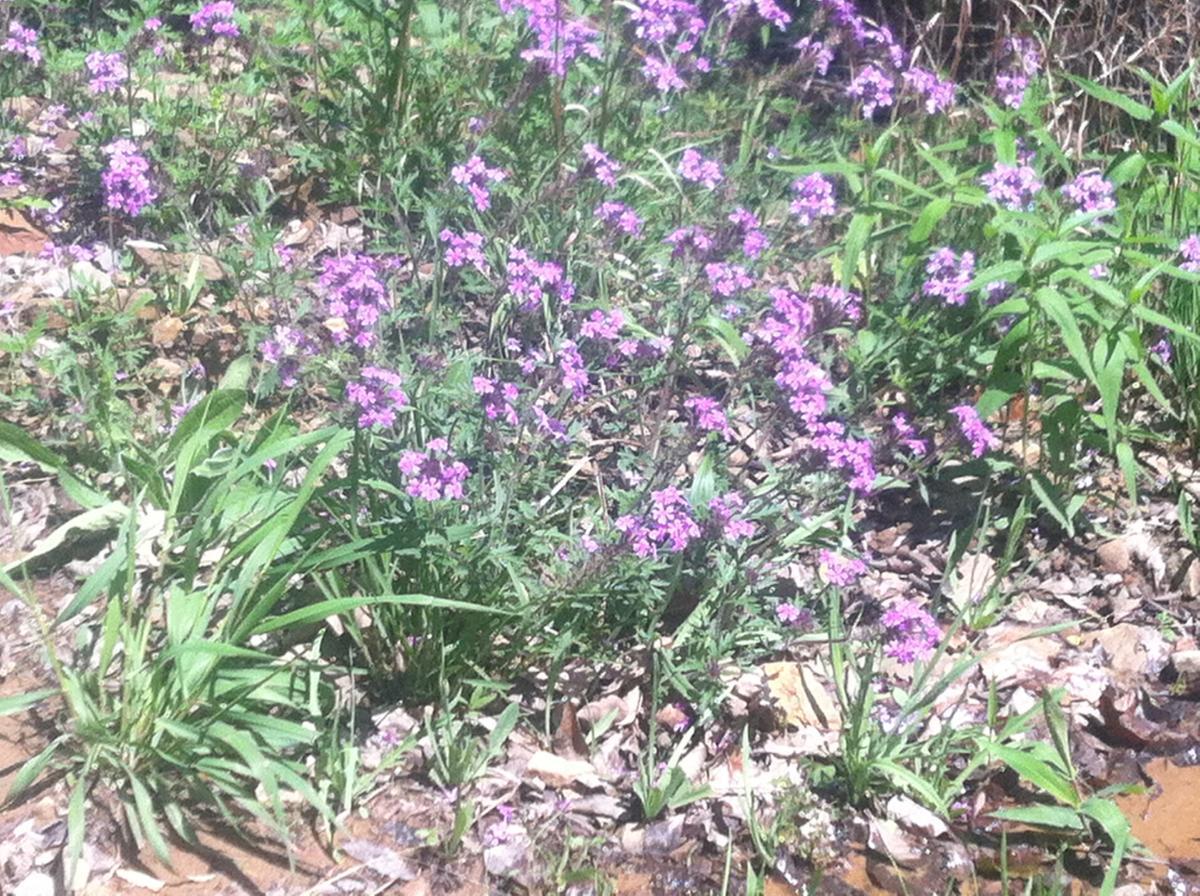 A cluster of small purple flowers growing among green grass and dry leaves in a sunny outdoor setting. Spadra Creek Nature Trail mountain bike trail.