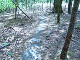 A dirt path winding through a dense forest, surrounded by trees and scattered leaves on the ground, with dappled sunlight filtering through the canopy above. York River State Park mountain bike trail.