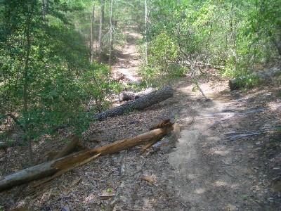 A forest trail winding through dense greenery, featuring fallen logs and a natural dirt path. The scene captures the peacefulness of a wooded area with sunlight filtering through the trees. York River State Park mountain bike trail.